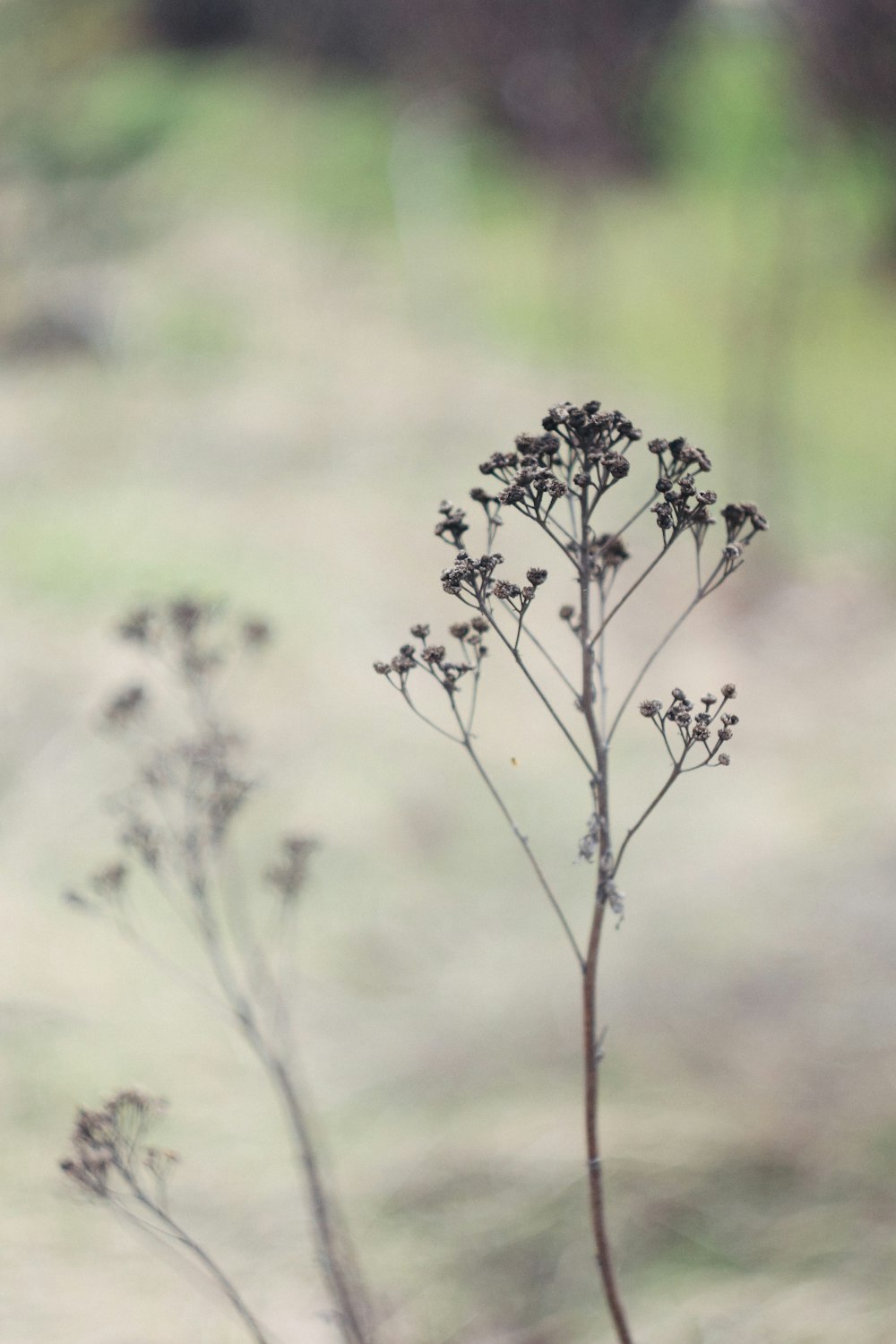 a close-up of a plant