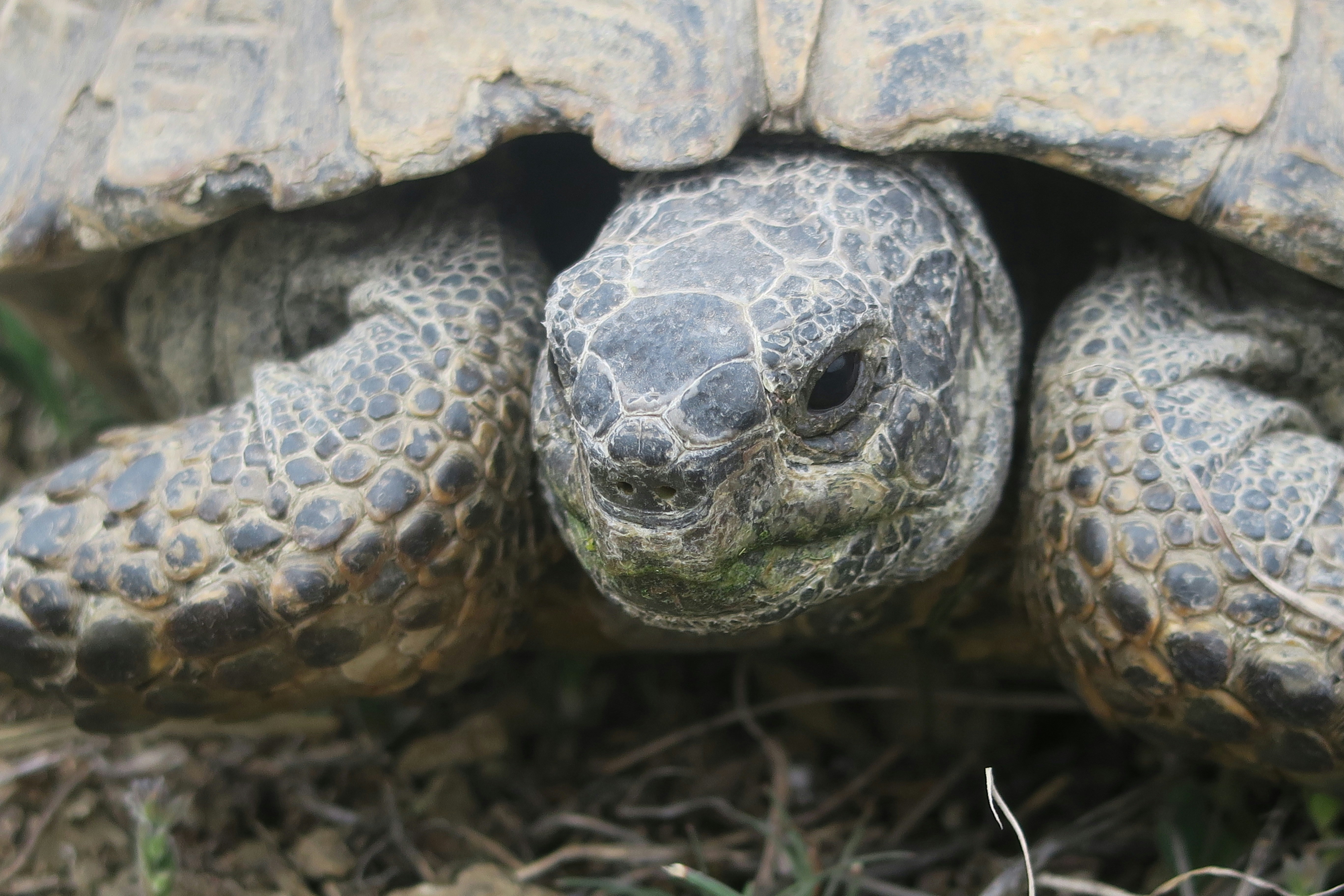 Rüyada Evde Hayvan Görmek: Anlamı ve Yorumları