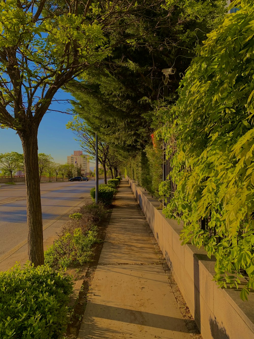 a sidewalk with trees on the side