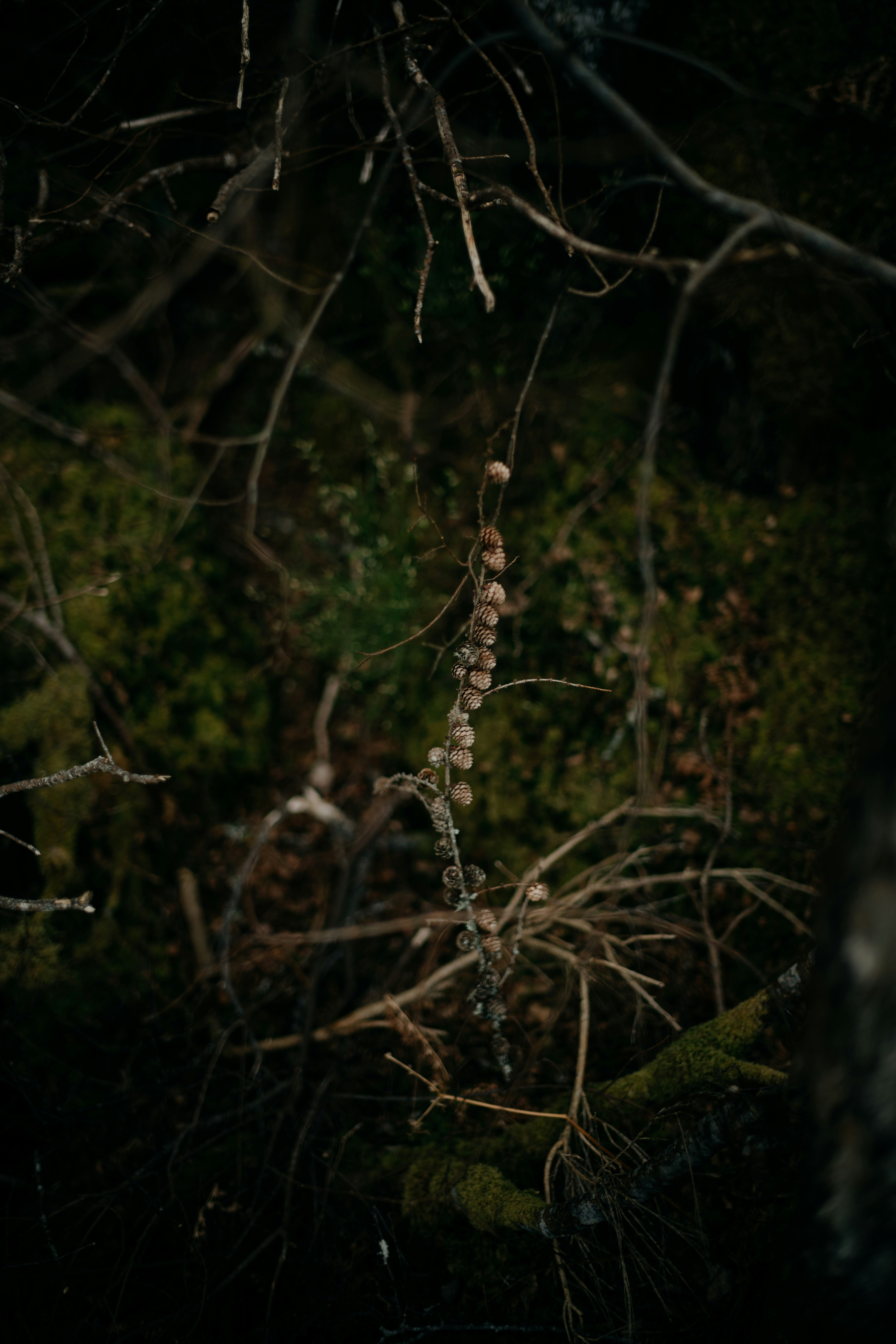 Photo by anniespratt