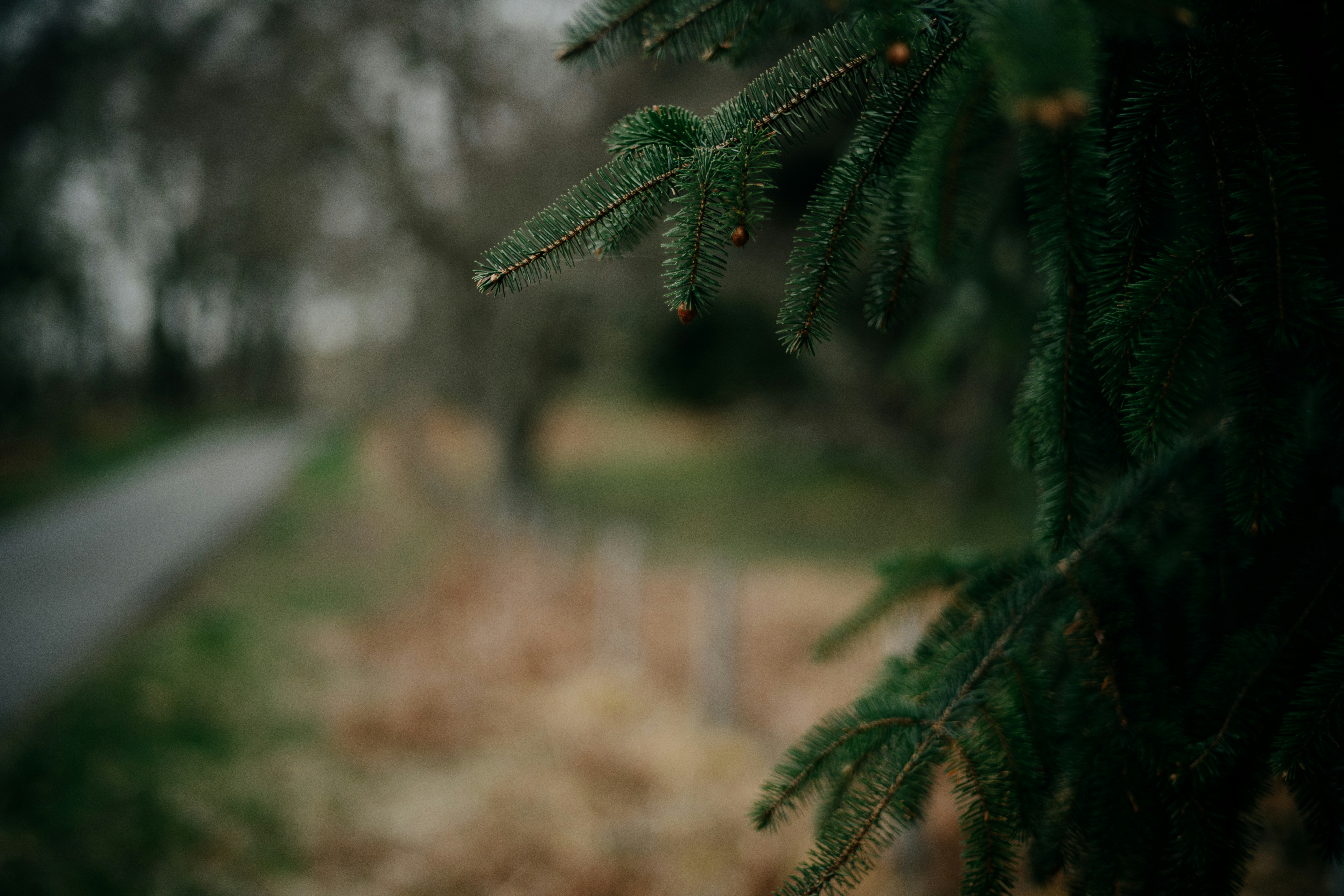 a close up of a tree branch