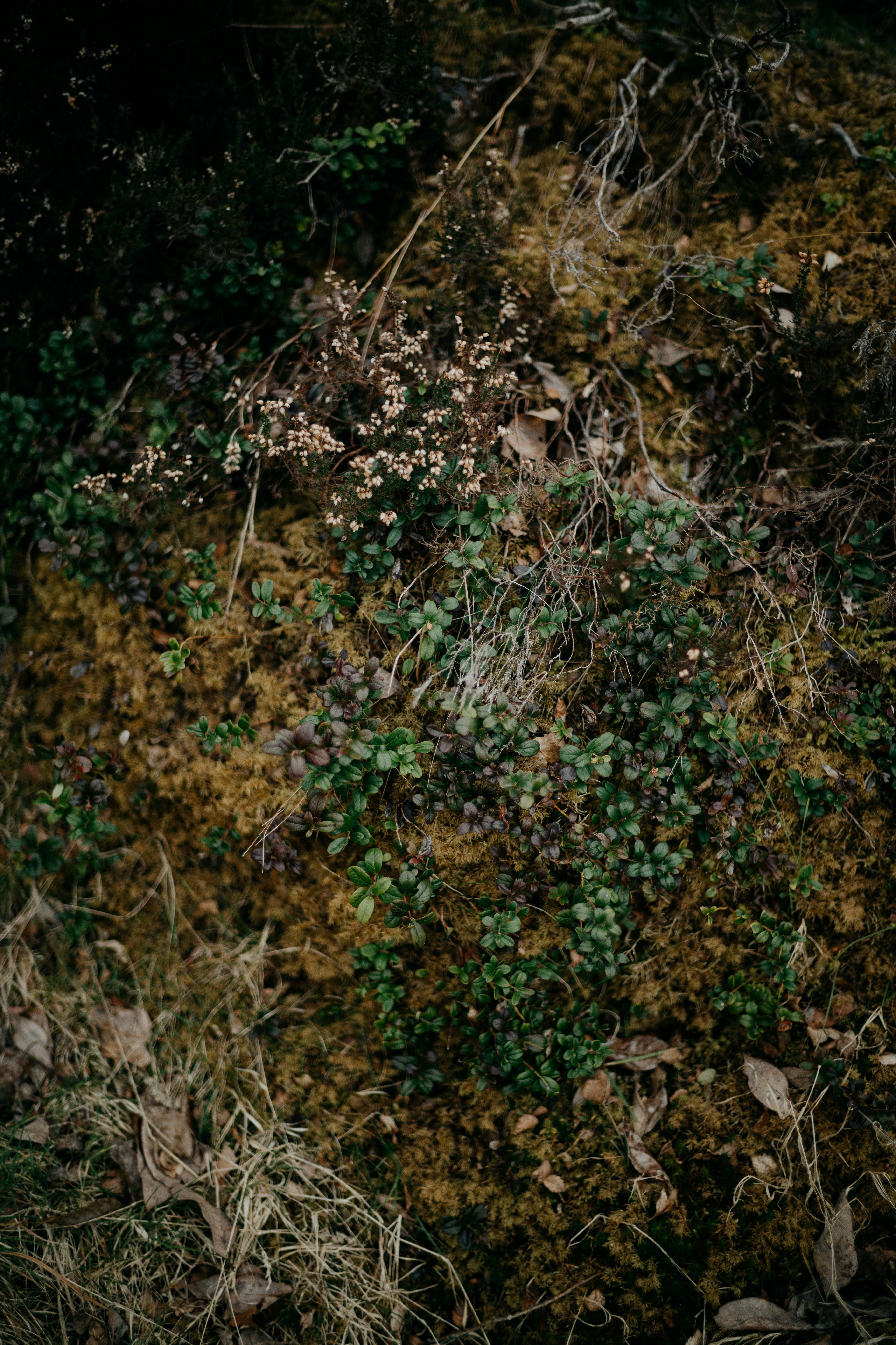 a close-up of some plants