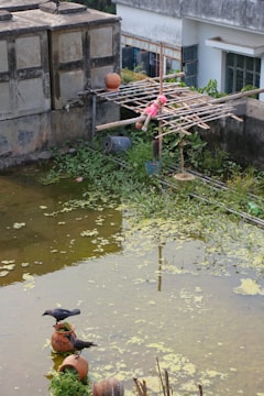 A partially flooded rooftop garden with green algae covering the water surface. Two crows stand on tilted clay pots, while a doll adorned in red clothing is perched on a bamboo structure. Tall grass and plants grow in the background near a building with several windows.
