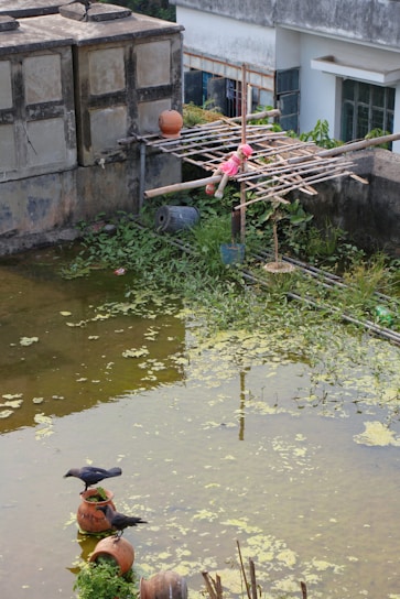 A partially flooded rooftop garden with green algae covering the water surface. Two crows stand on tilted clay pots, while a doll adorned in red clothing is perched on a bamboo structure. Tall grass and plants grow in the background near a building with several windows.