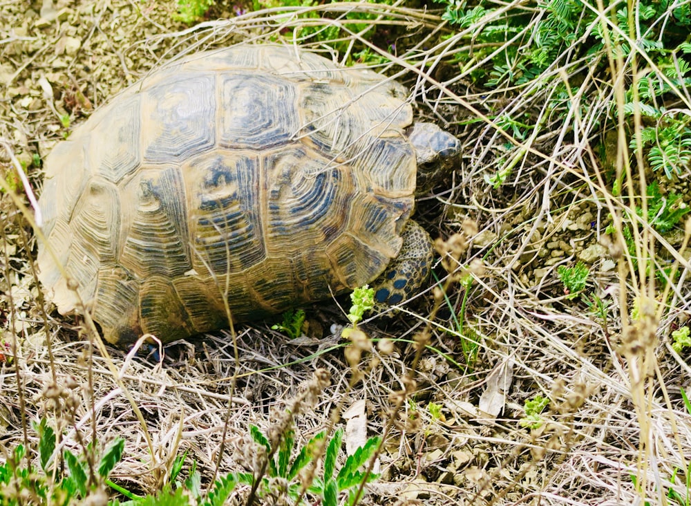 a turtle in the grass