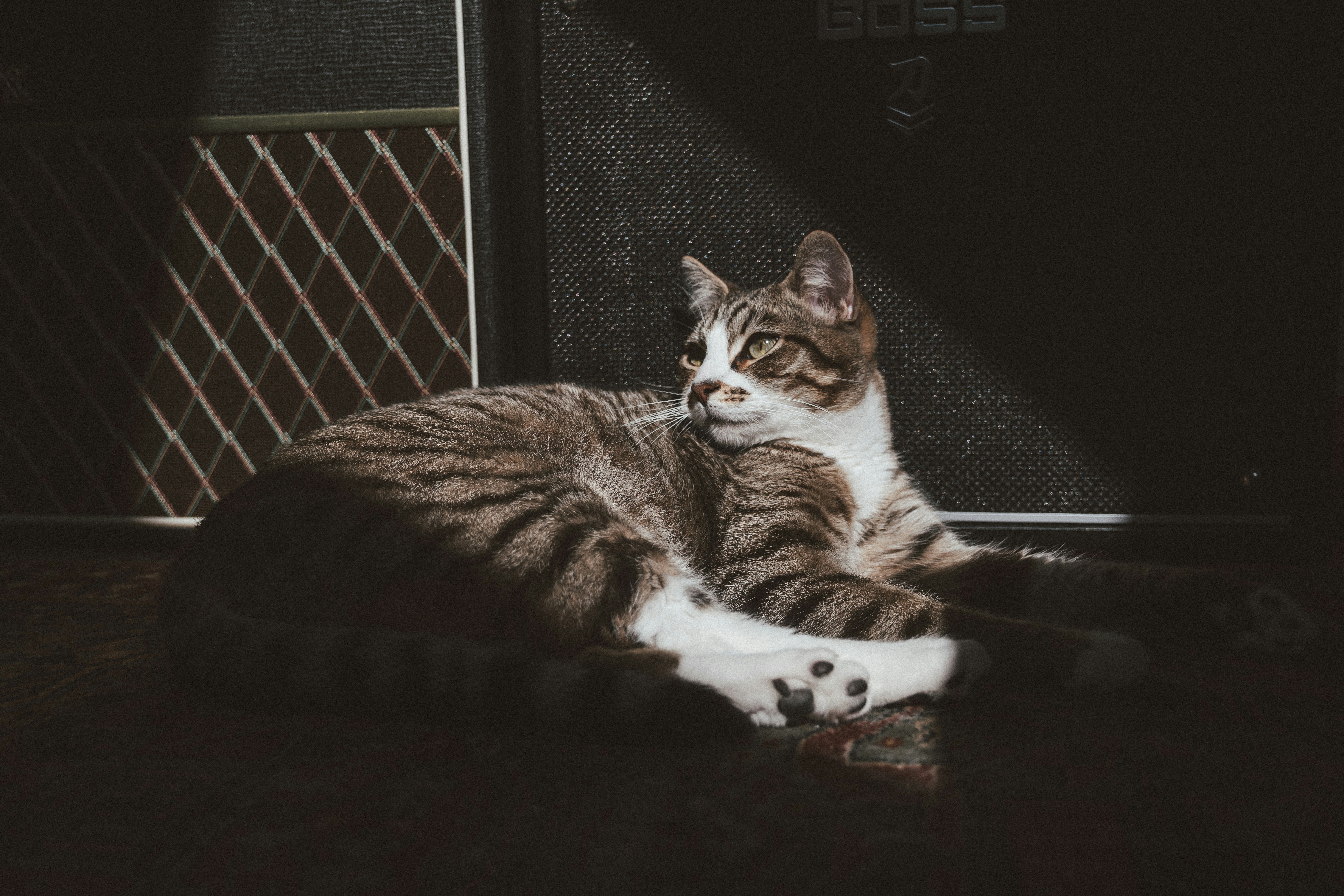 Sharing the Sunbeam, Not the Lap (image credits: unsplash)