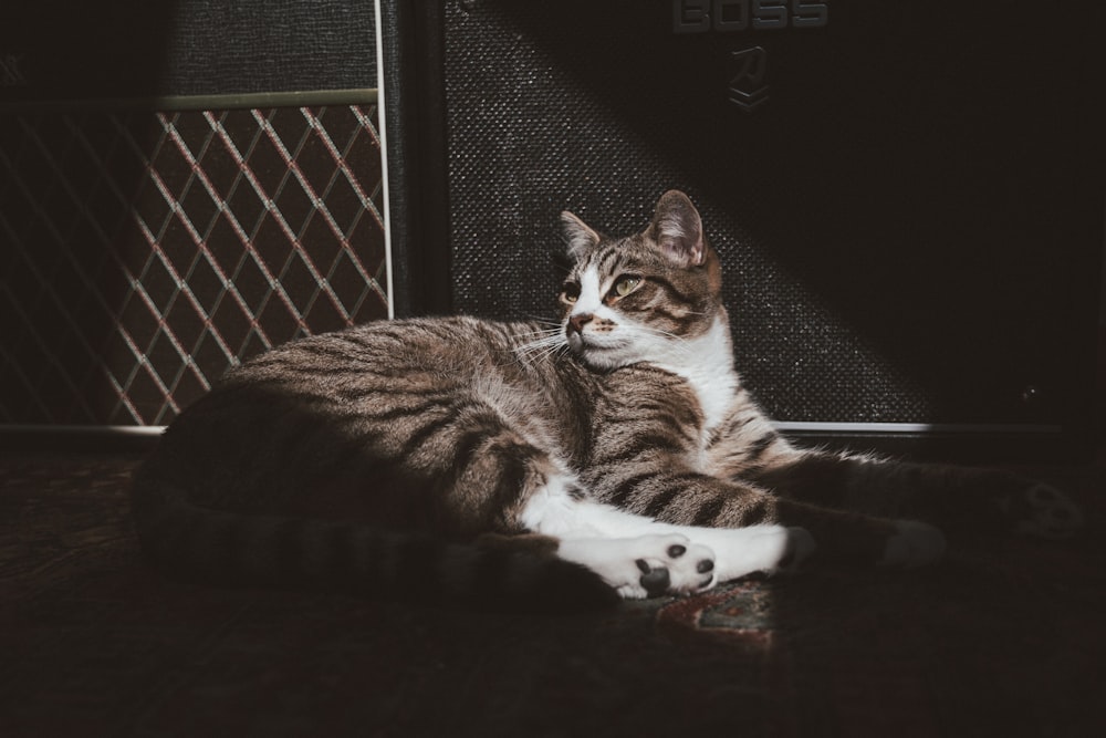 a cat lying on a blanket