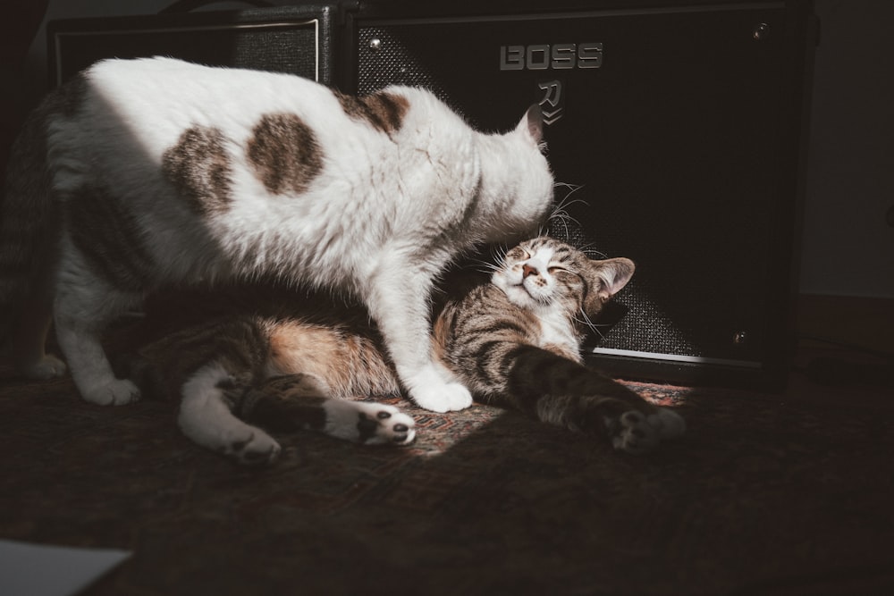 a cat and a cat lying on a couch