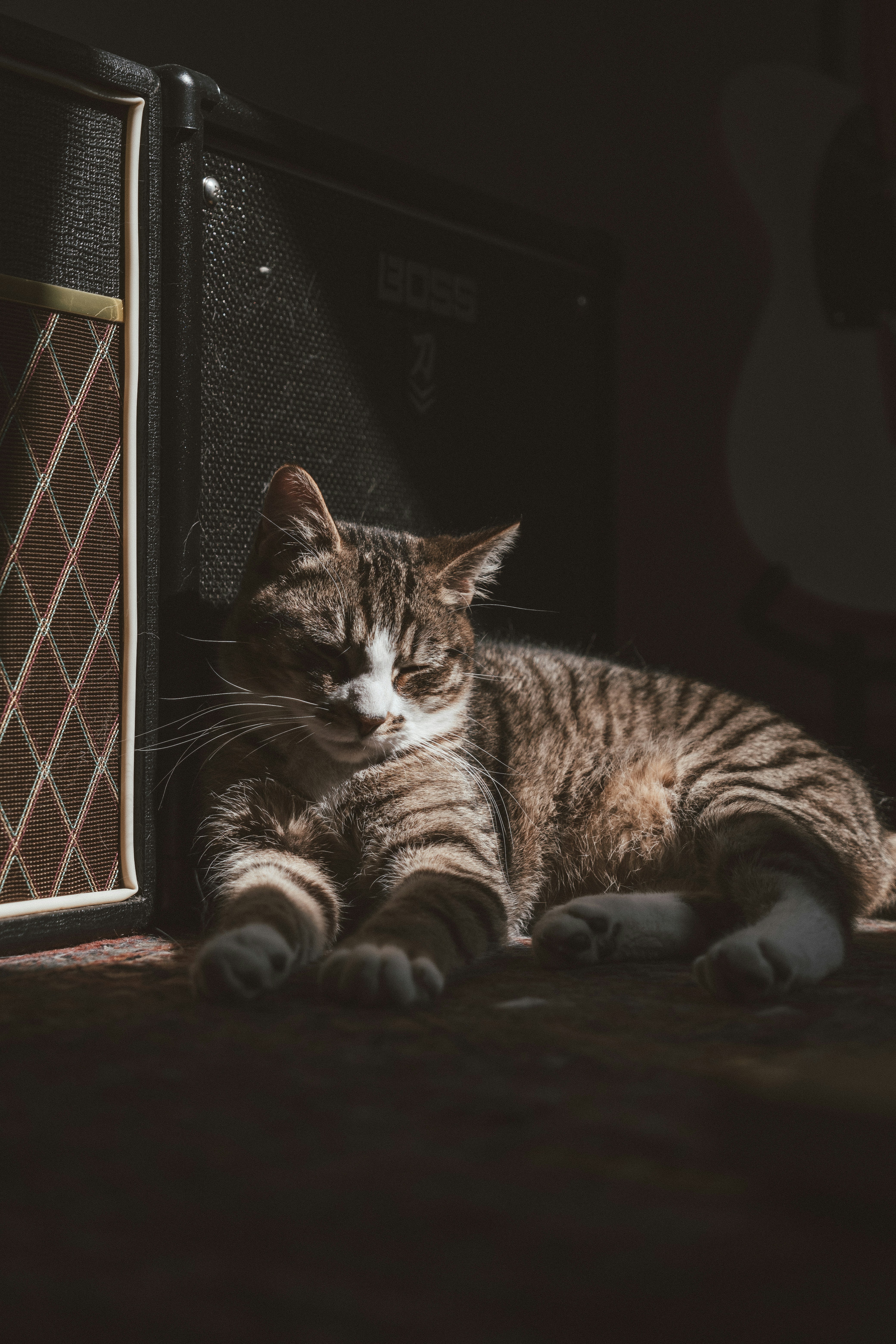 Sunbeam Siestas: The Power of the Catnap (image credits: unsplash)