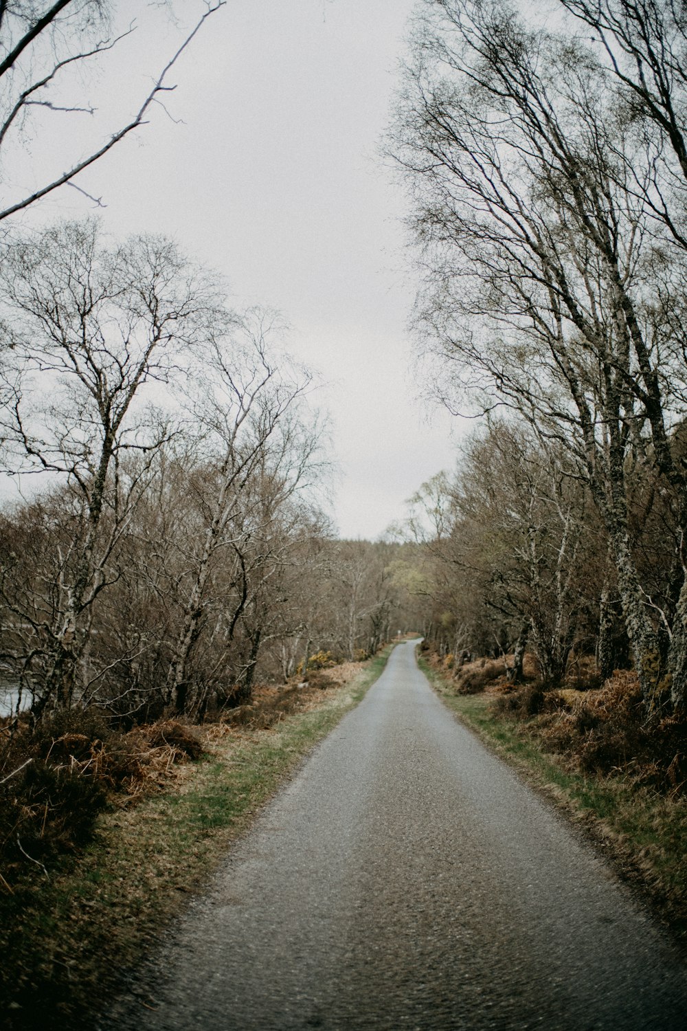 a road with trees on the side