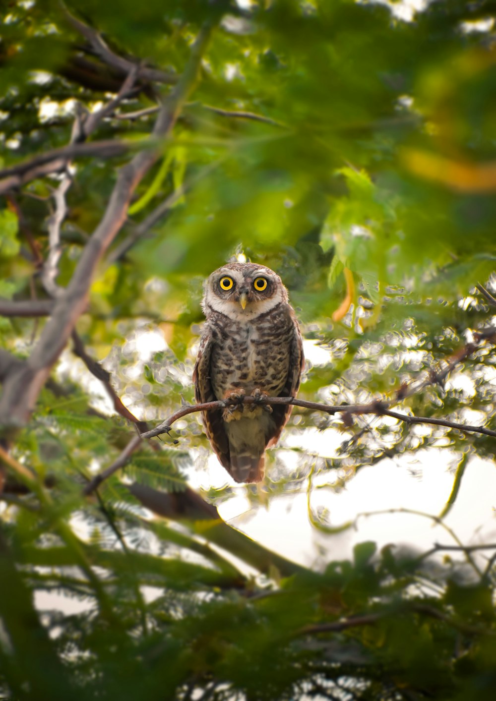 an owl perched on a branch