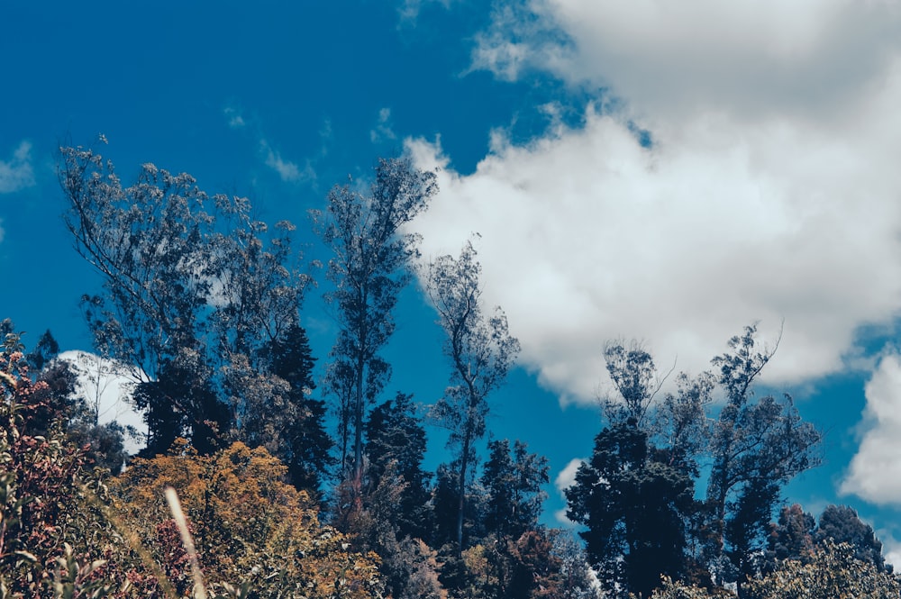 a group of trees with clouds in the background