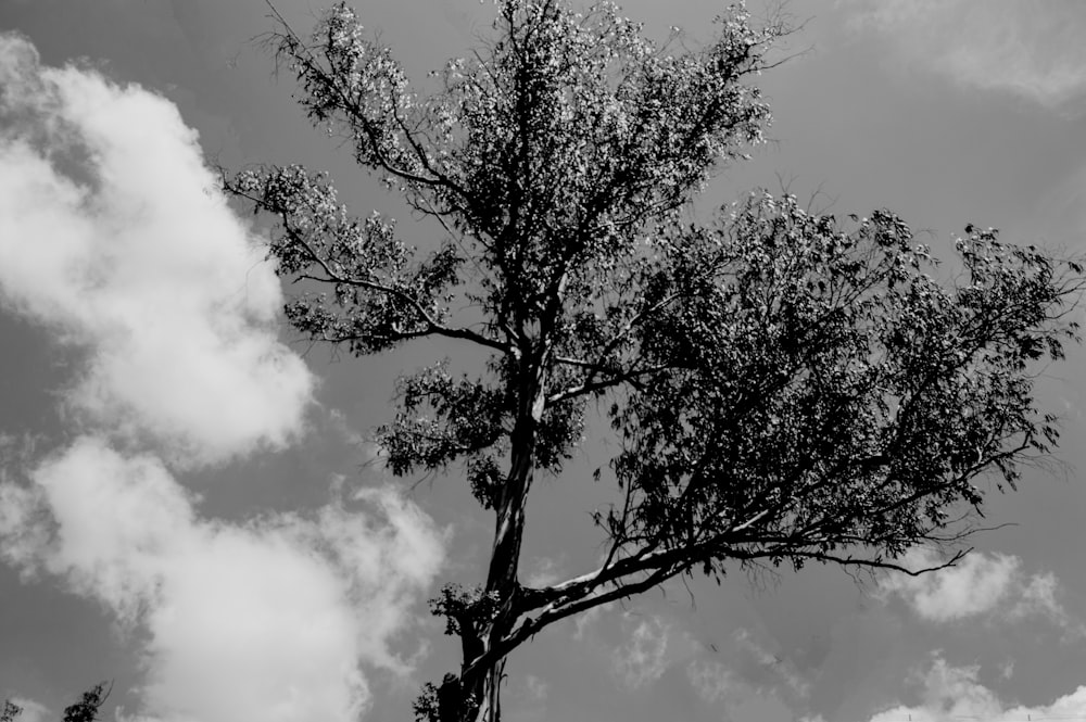 a tree with clouds in the background