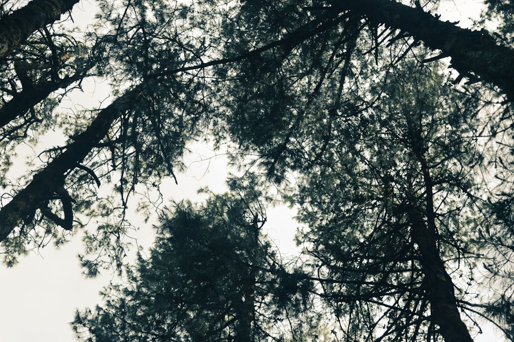 looking up at trees and sky