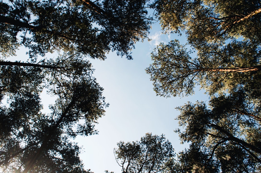 looking up at trees and blue sky