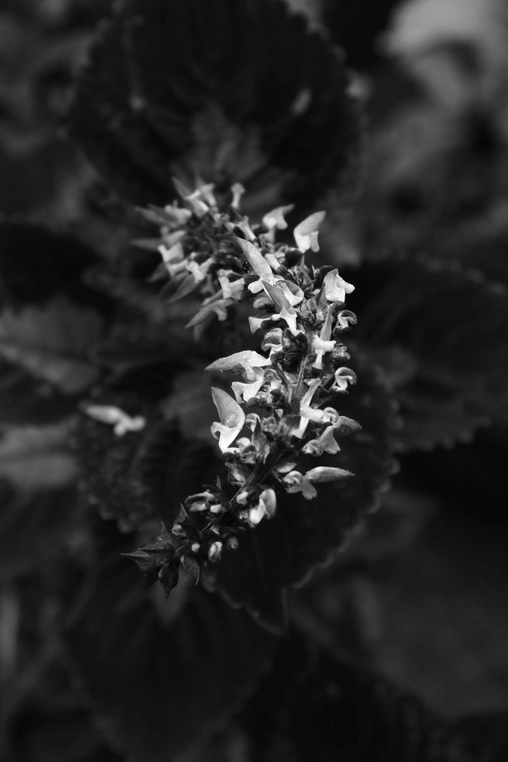 a close-up of a plant