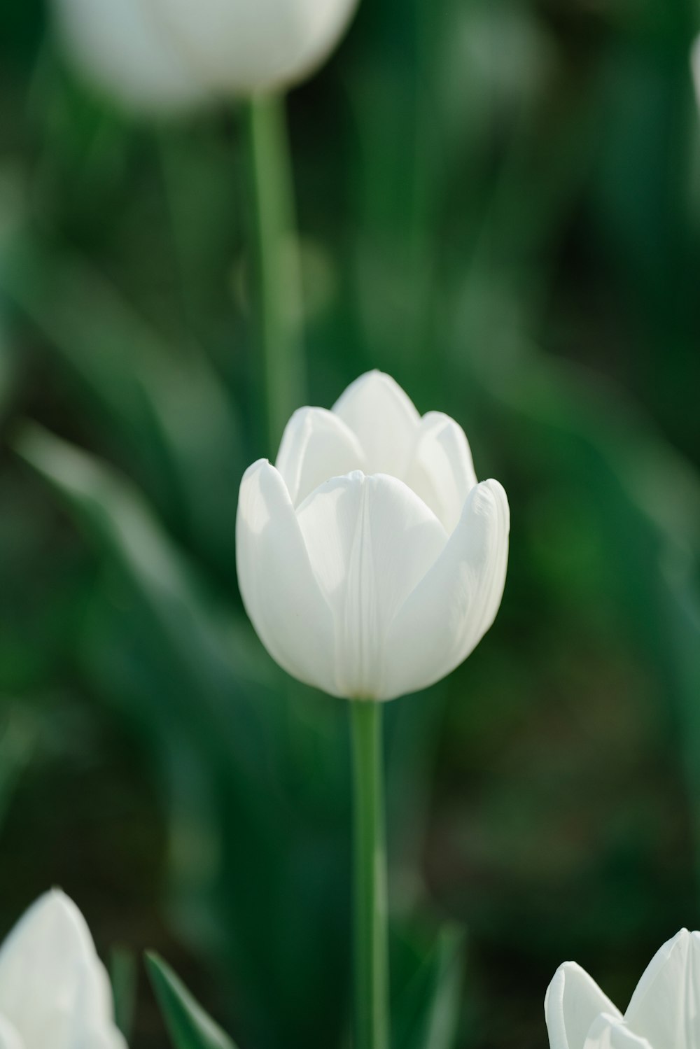 a white flower with green leaves