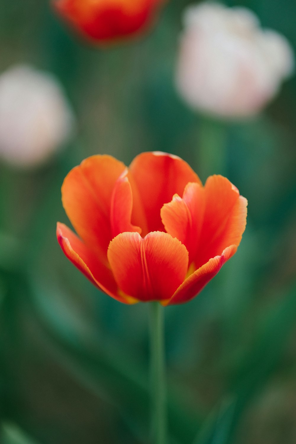 un primo piano di un fiore