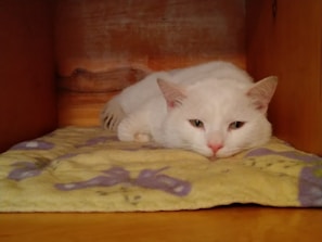 A fluffy white cat with pink ears and nose is lying down on a blanket inside a wooden enclosure. The cat appears to be relaxed with its head resting on its front paws.