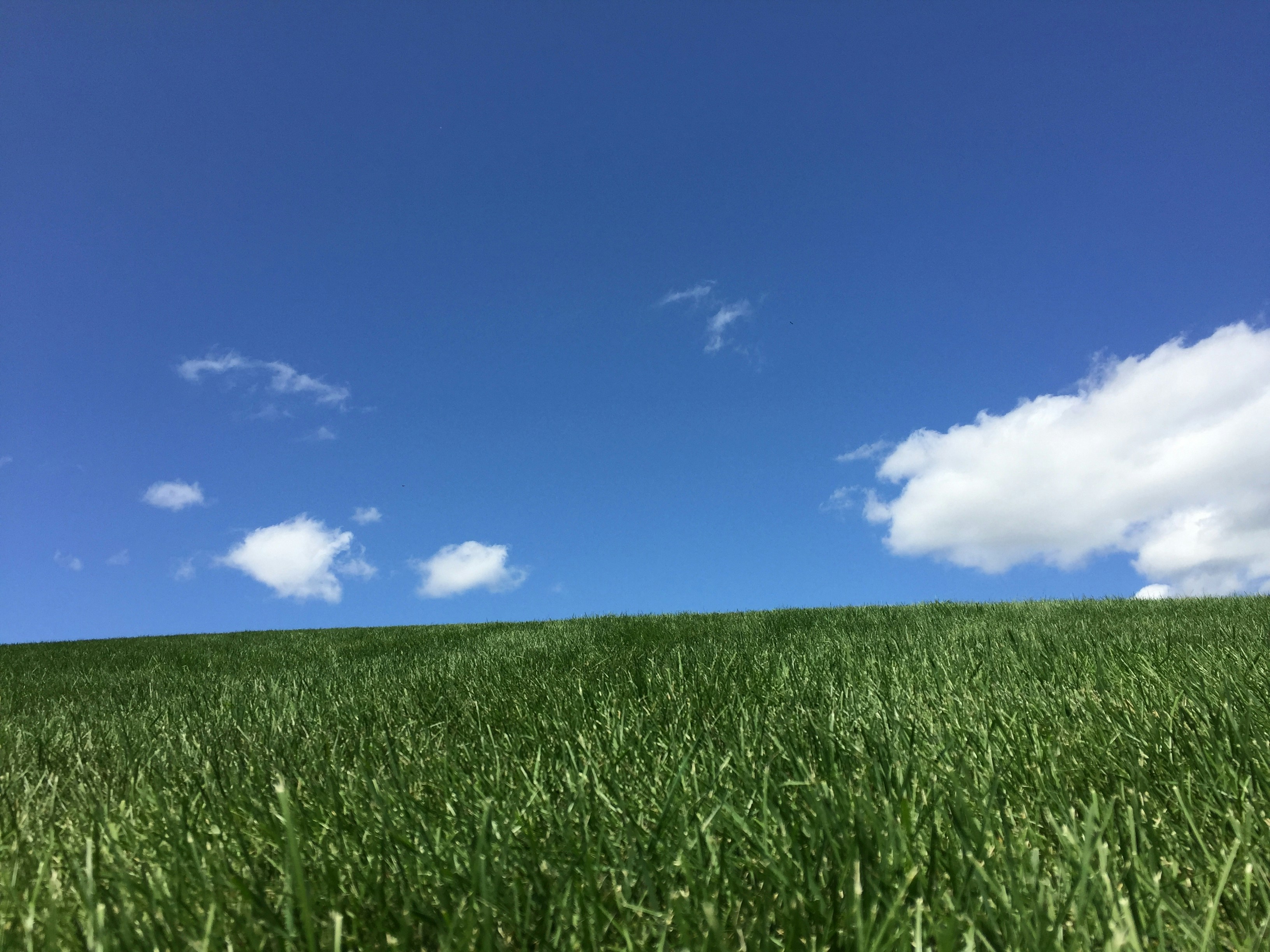 a grassy field under a blue sky