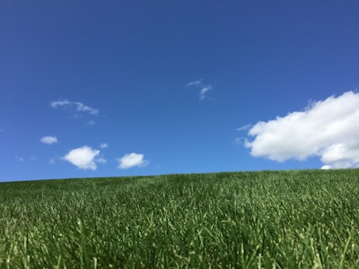 A well-maintained lawn with lush green grass under a clear blue sky.