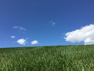 A spacious plot of land with green grass and a clear blue sky.