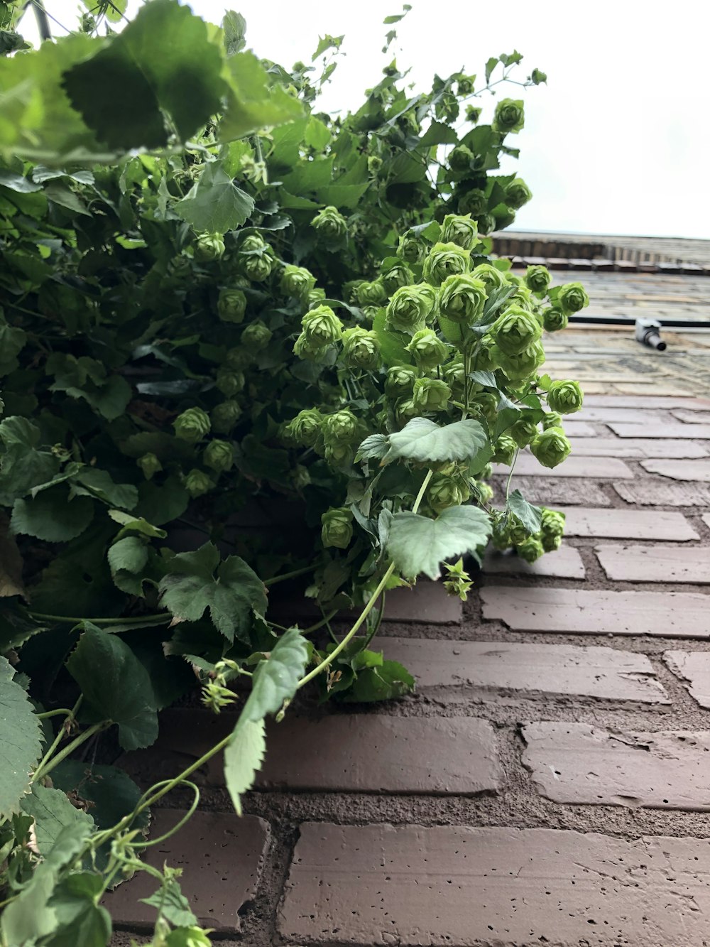 a plant growing on a brick wall