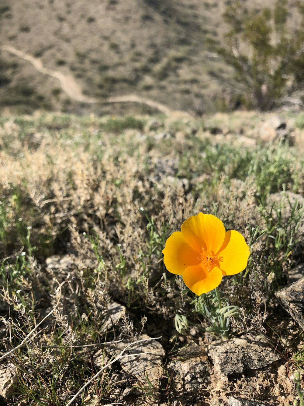 a yellow flower in a field