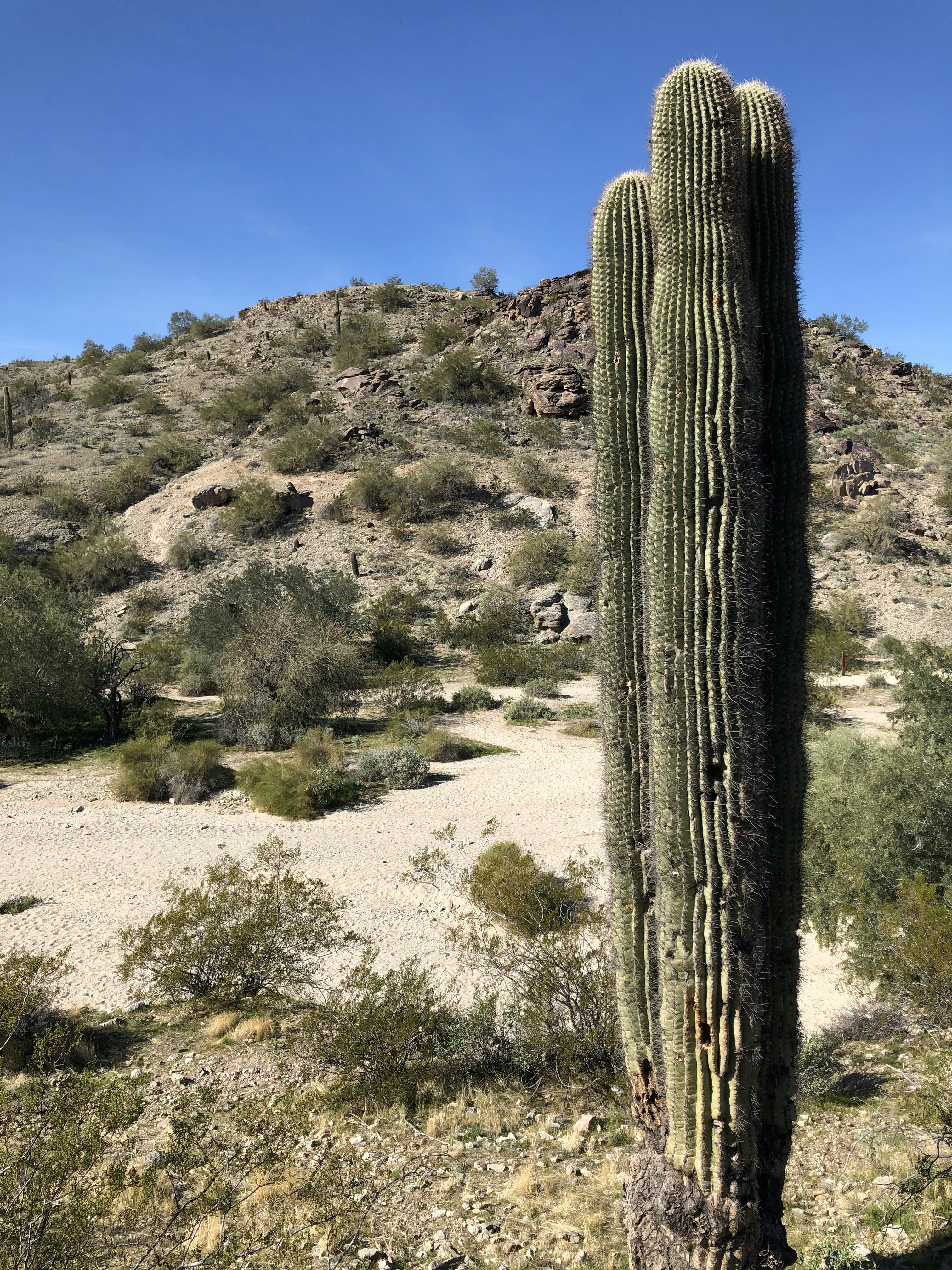 a cactus in the desert
