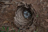 Empty wasps nest left behind after professional removal in a garden