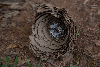Empty wasps nest left behind after professional removal in a garden