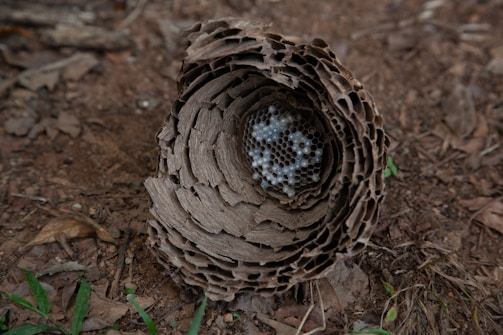 A destroyed European hornet nest lying on the ground after safe removal.