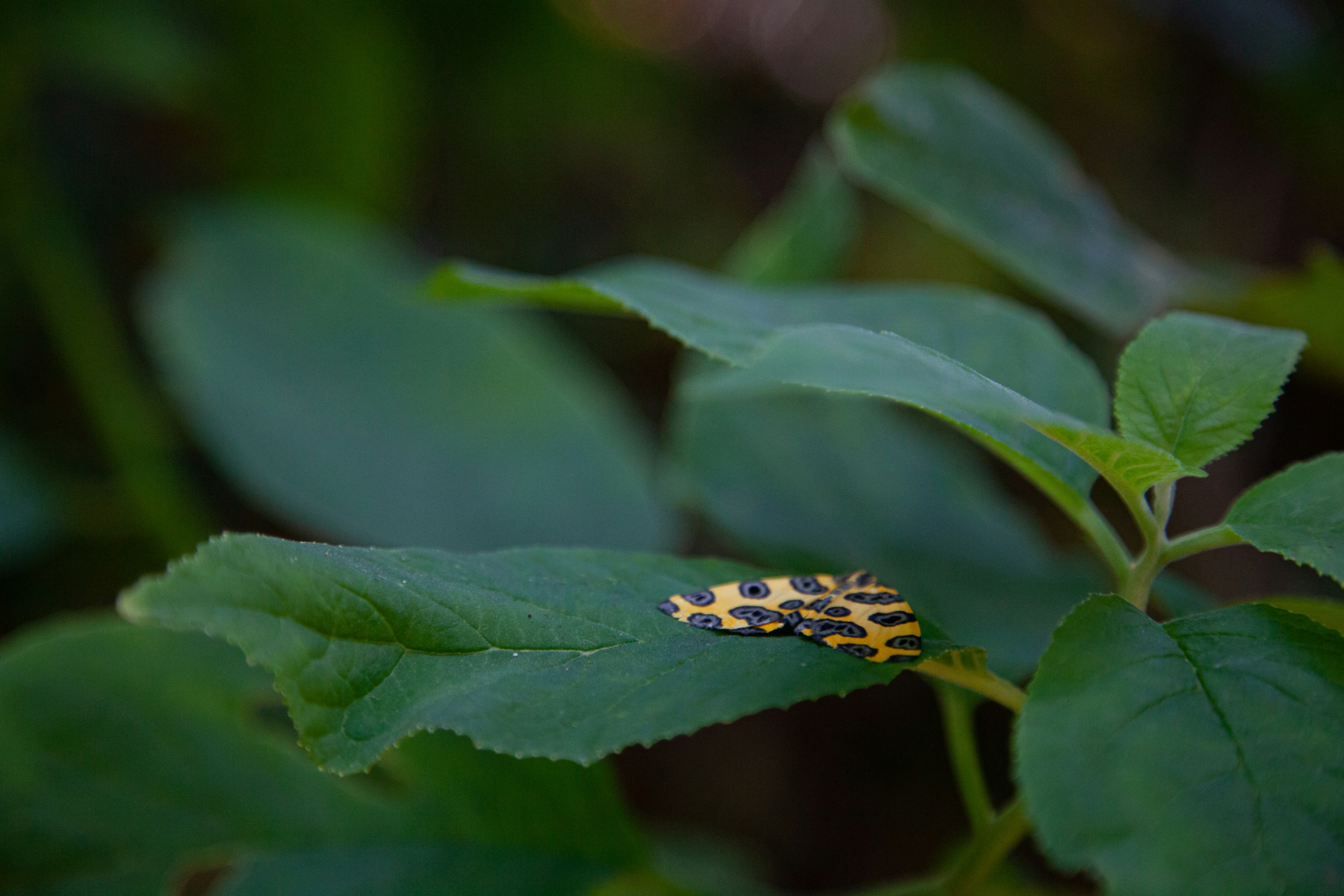 Photo by projetocafegatomourisco