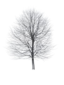 A bare tree with numerous intertwining branches is seen against a stark white background, creating a silhouette effect.