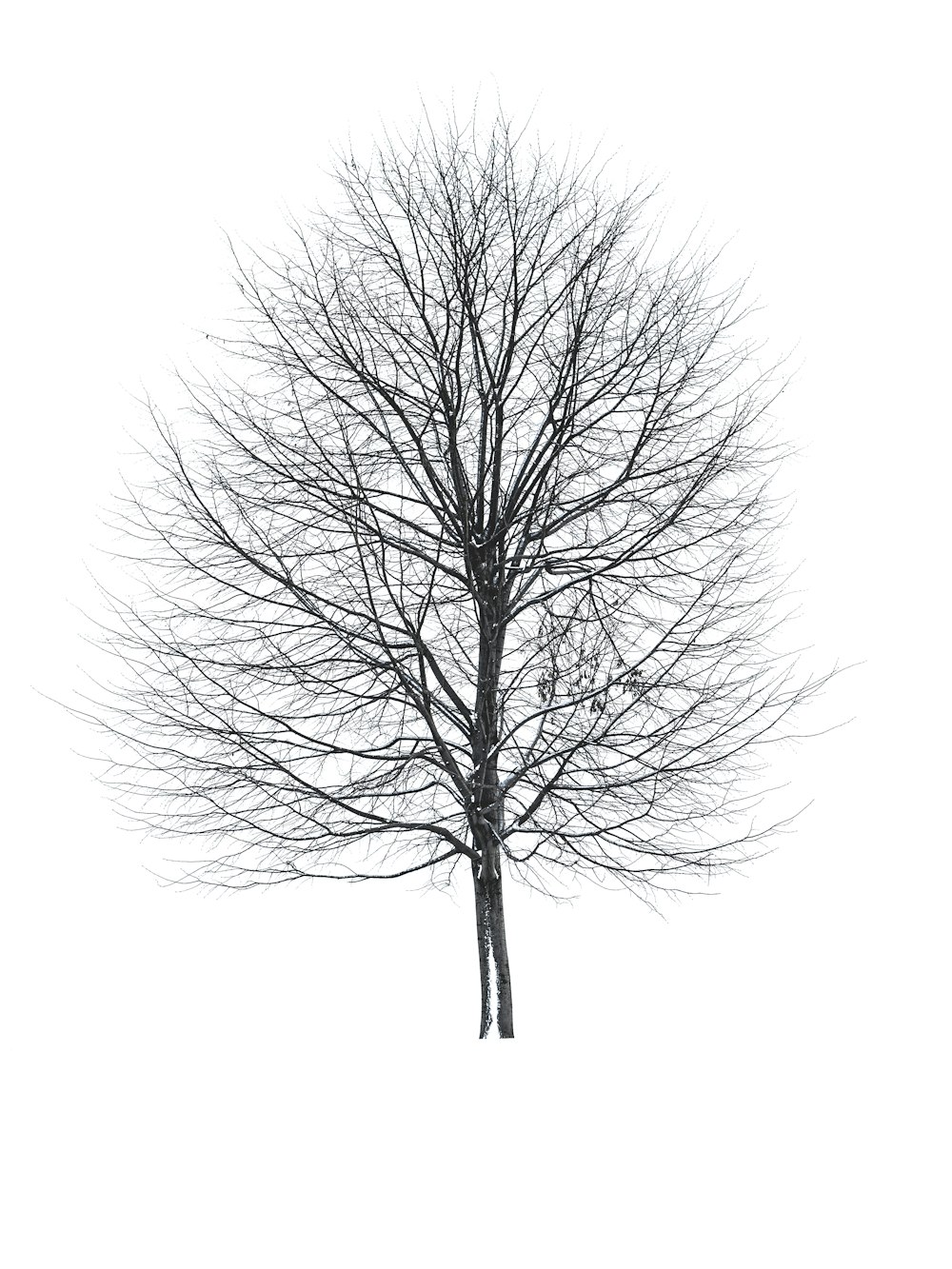 Un albero senza foglie