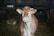 A brown cow with yellow ear tags stands in a dimly lit barn, surrounded by hay and other cows in the background.