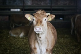 A brown cow with yellow ear tags stands in a dimly lit barn, surrounded by hay and other cows in the background.