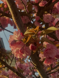 Close-up of the lead actor smiling softly, framed by vibrant pink cherry blossoms.