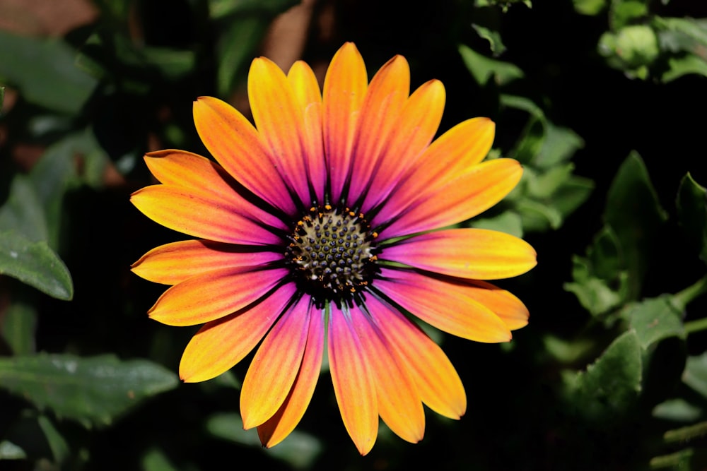 a colorful flower with leaves