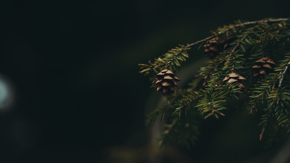 a close up of a pine tree