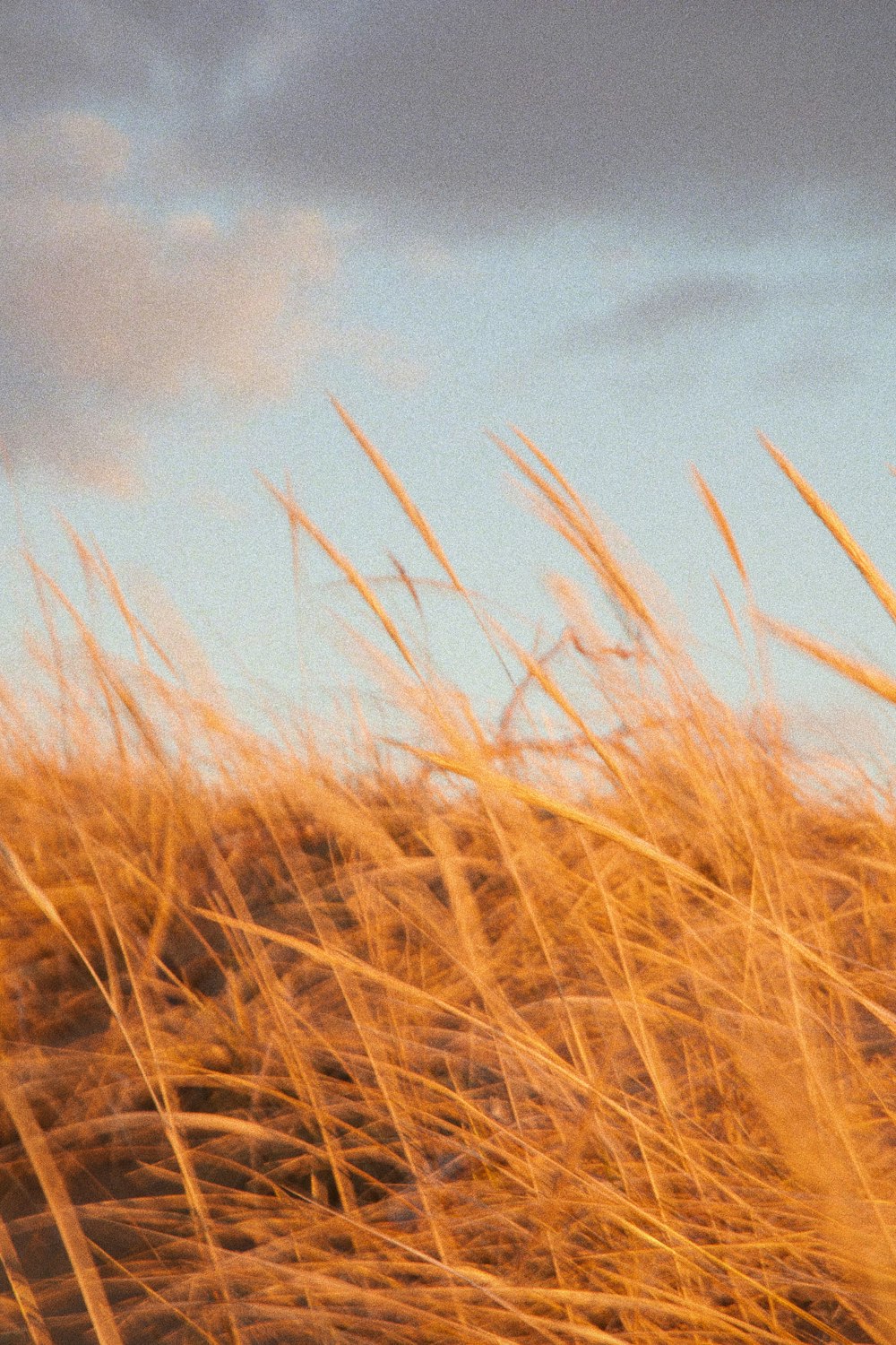 a pile of hay