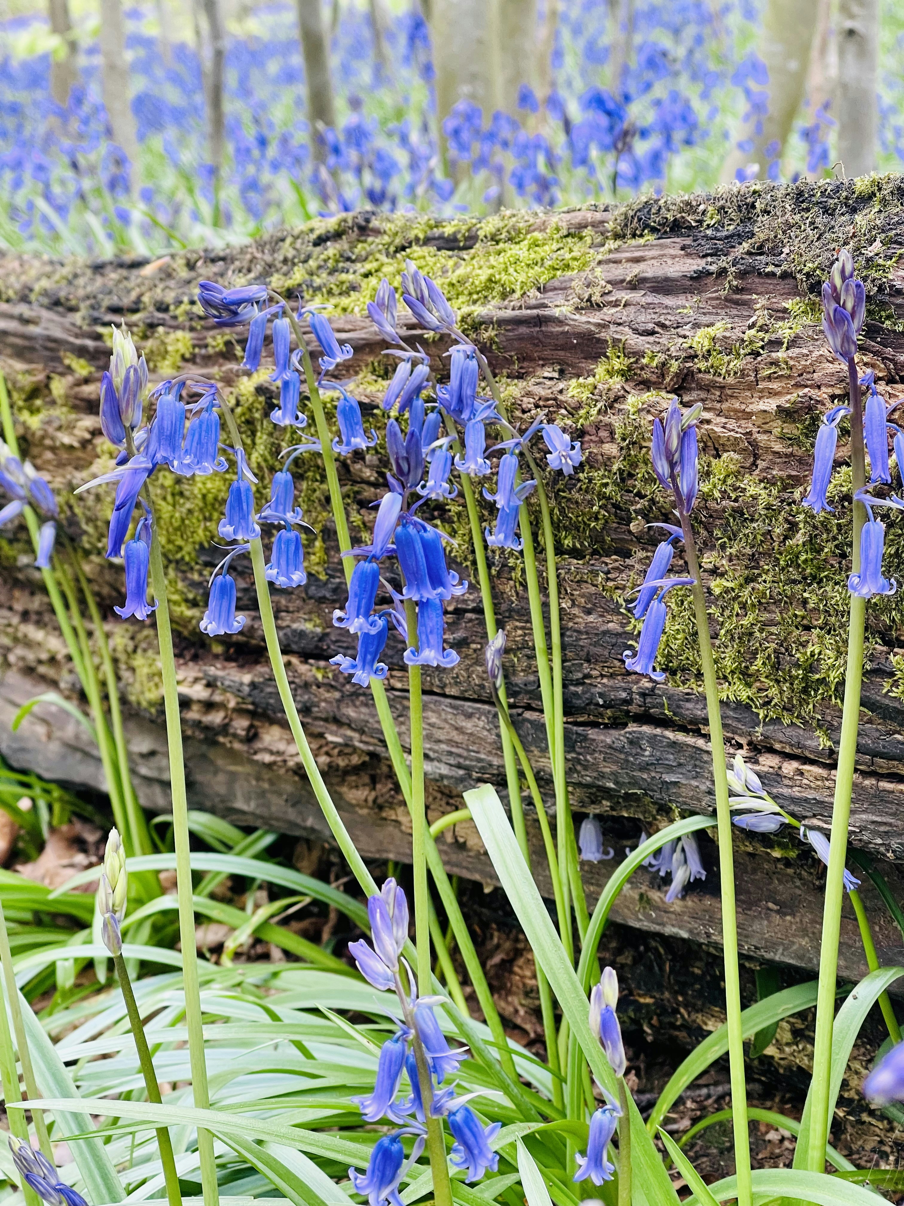 a group of flowers