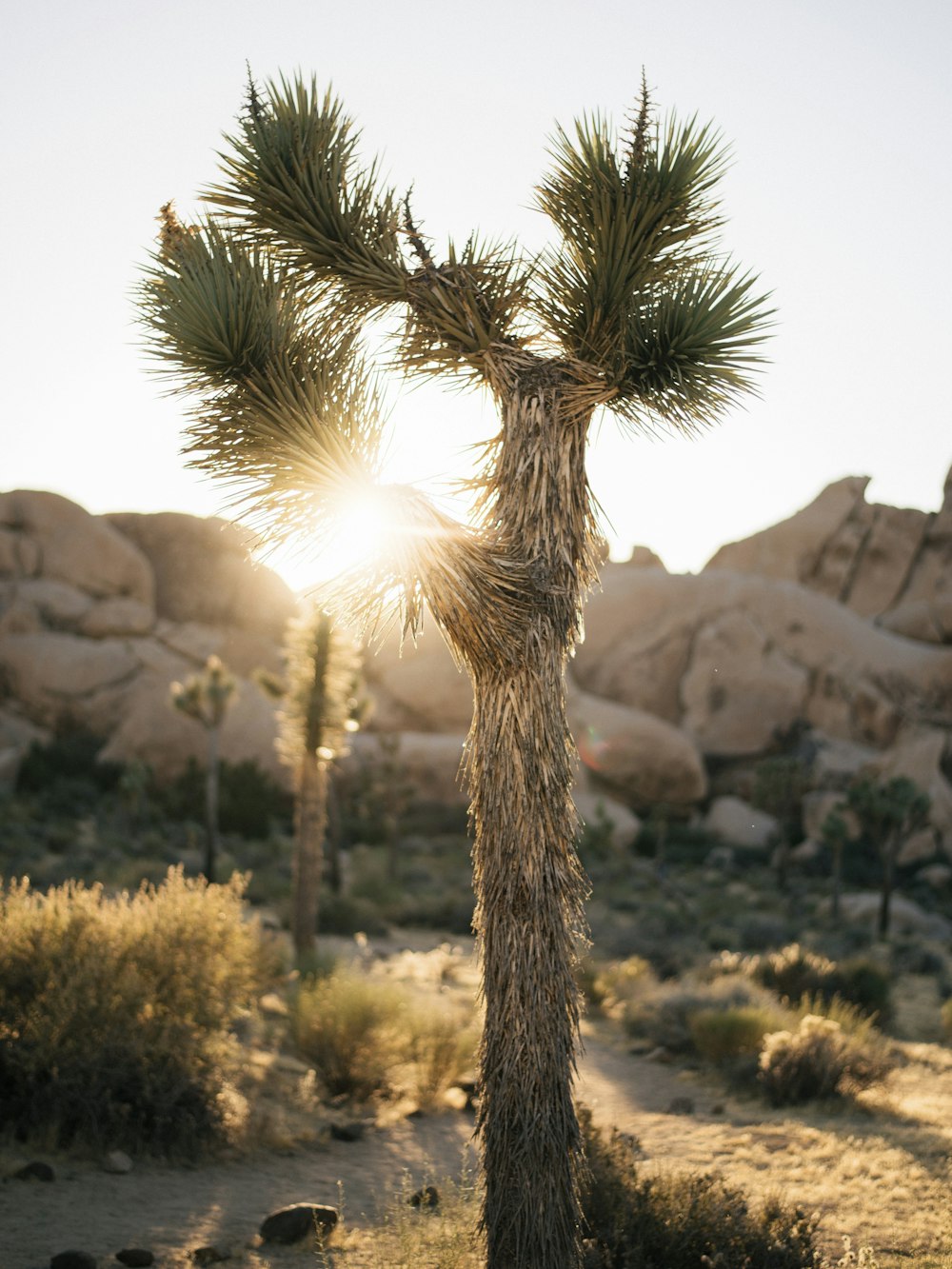 a herd of sheep standing next to a palm tree