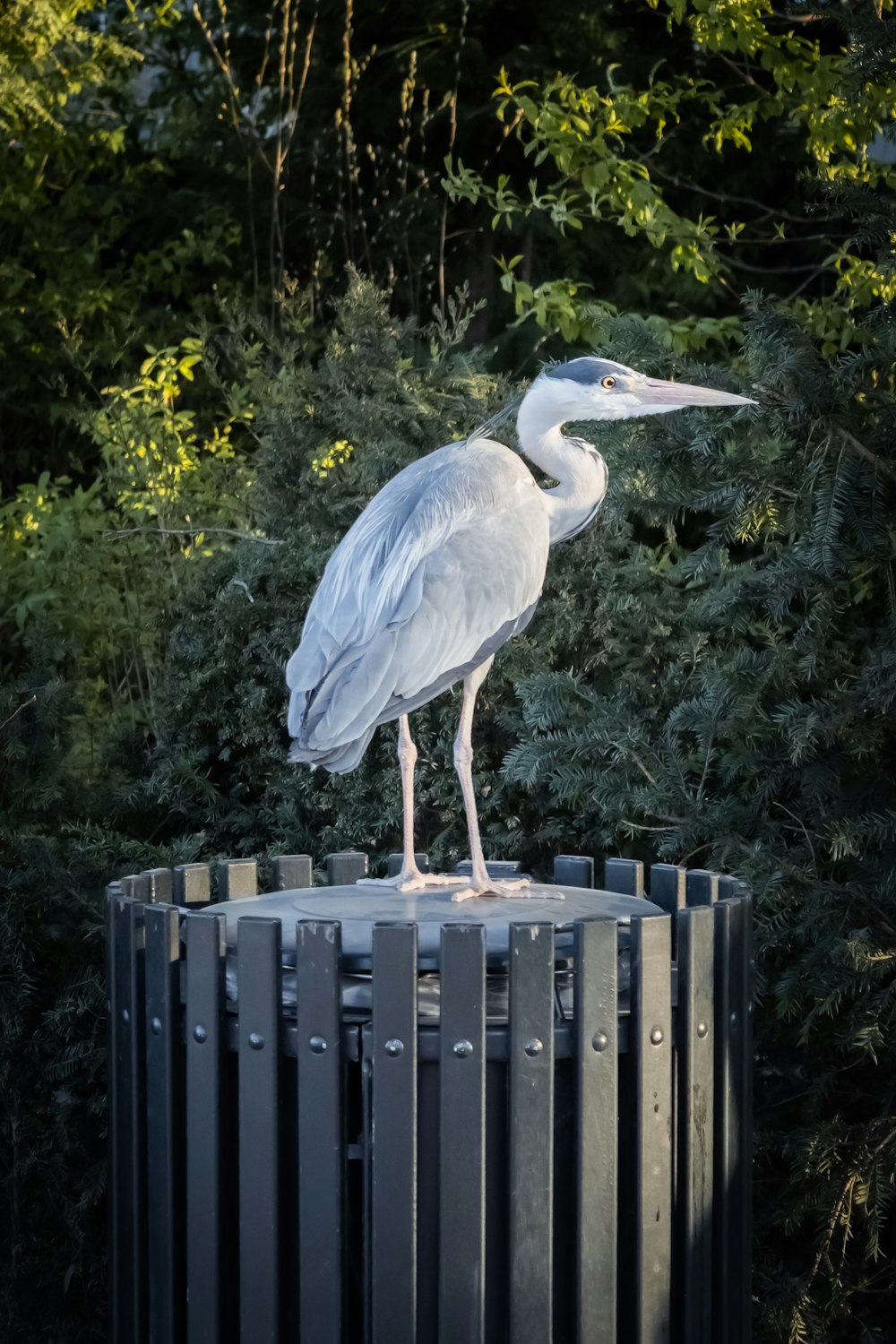 Ein Vogel steht auf einem Zaun