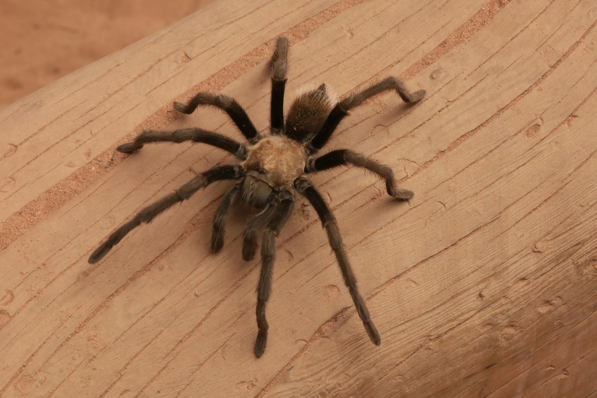 a spider on a wood surface