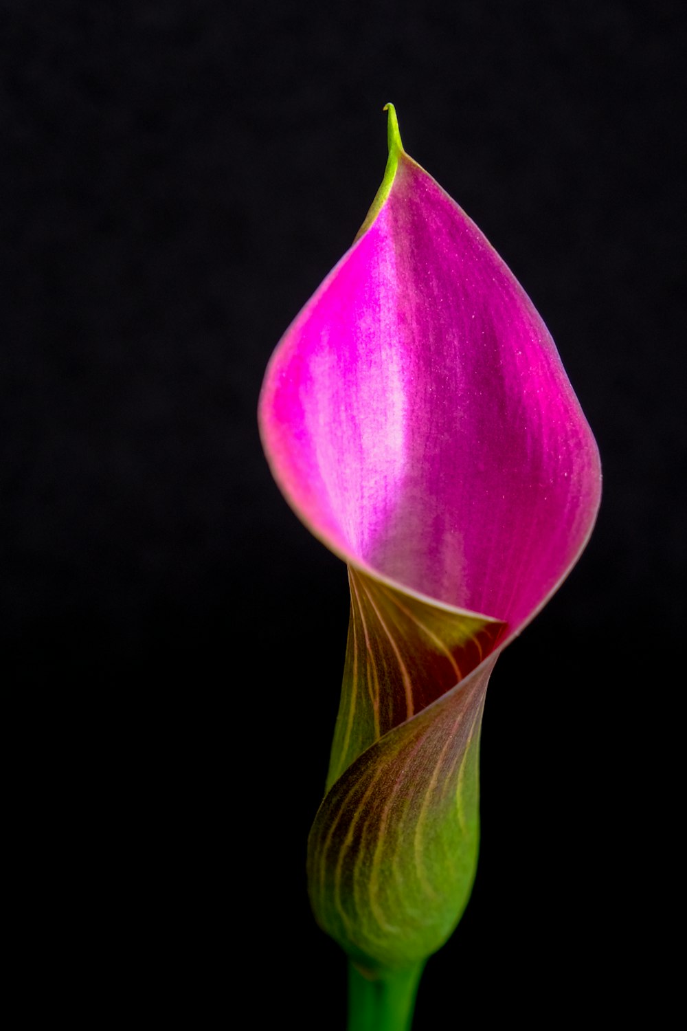 a close up of a flower