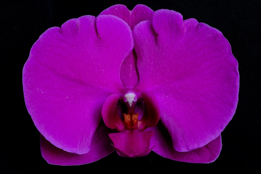 una flor púrpura con un fondo negro