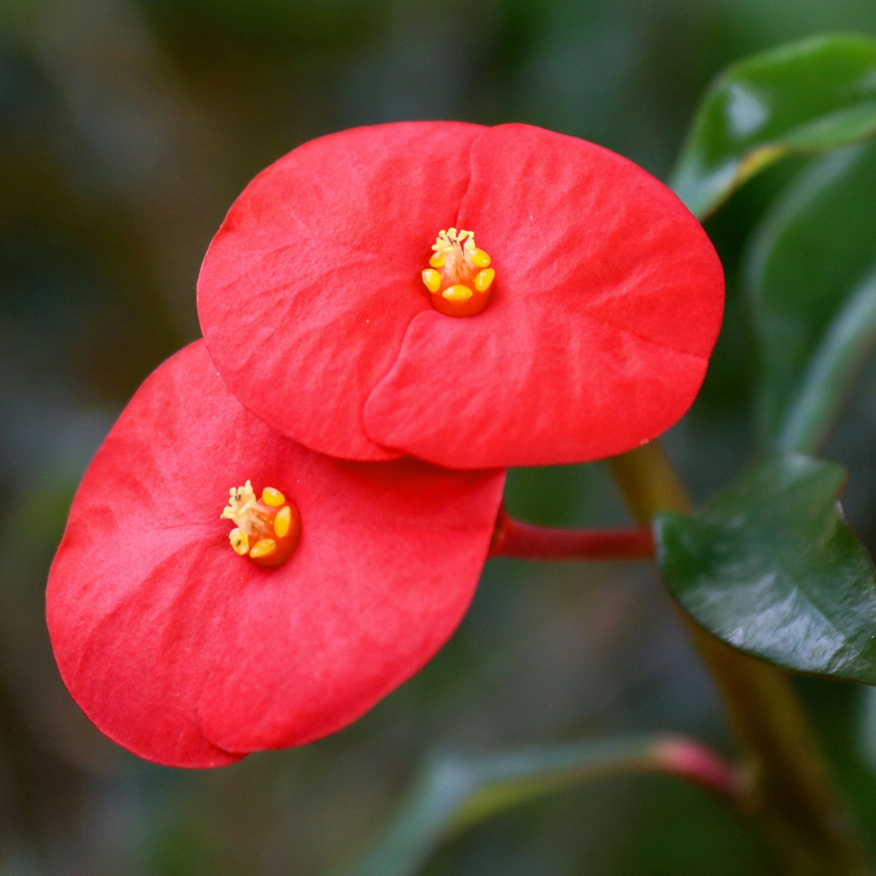 a close up of a flower