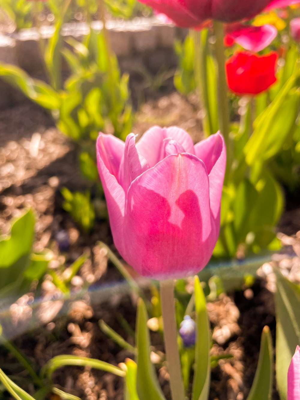 a pink flower with green leaves