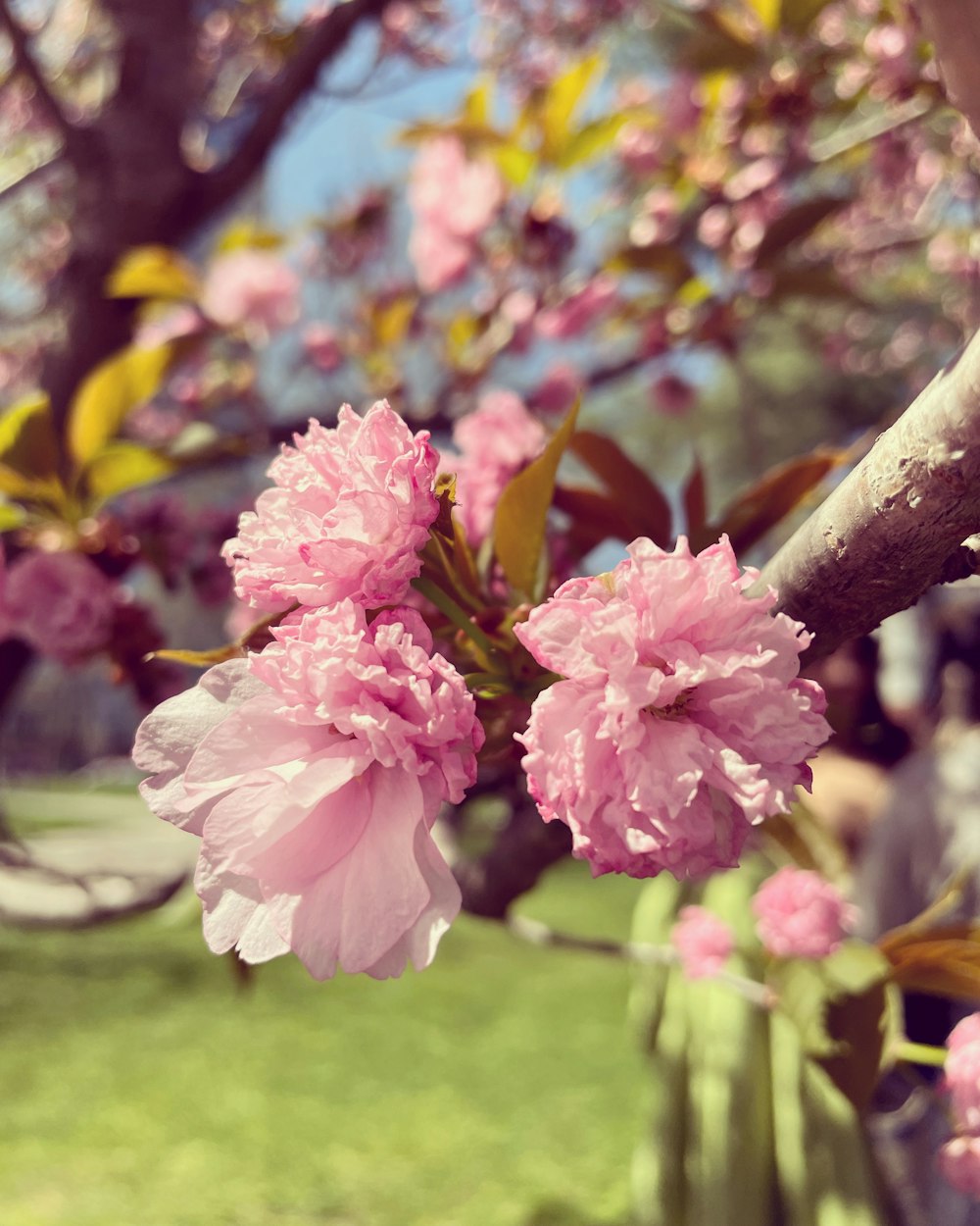 a close up of some flowers